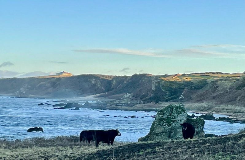 black cattle on the coast