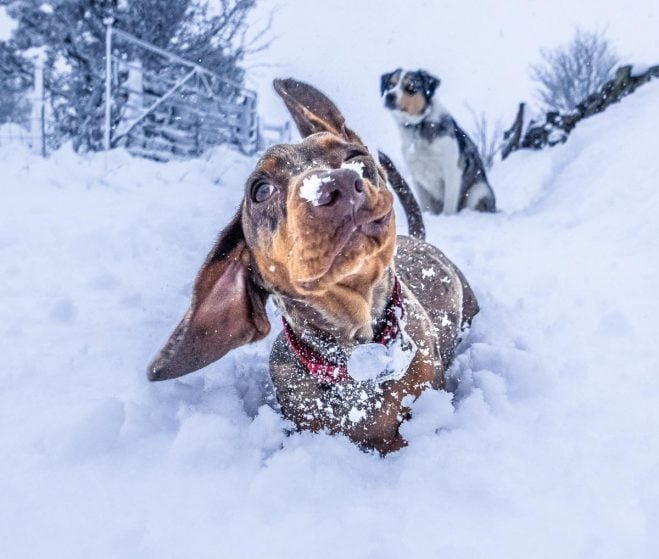 dachshund shaking off the snow