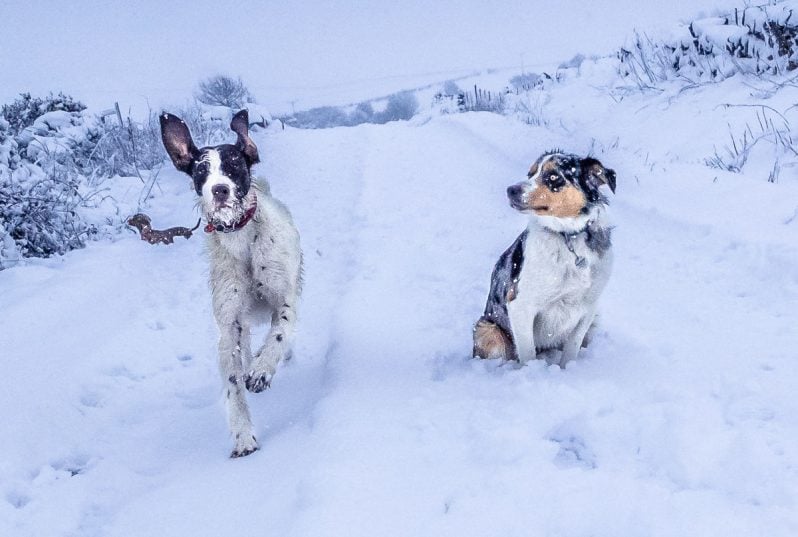 german wirehaired pointer and border collie in the snow