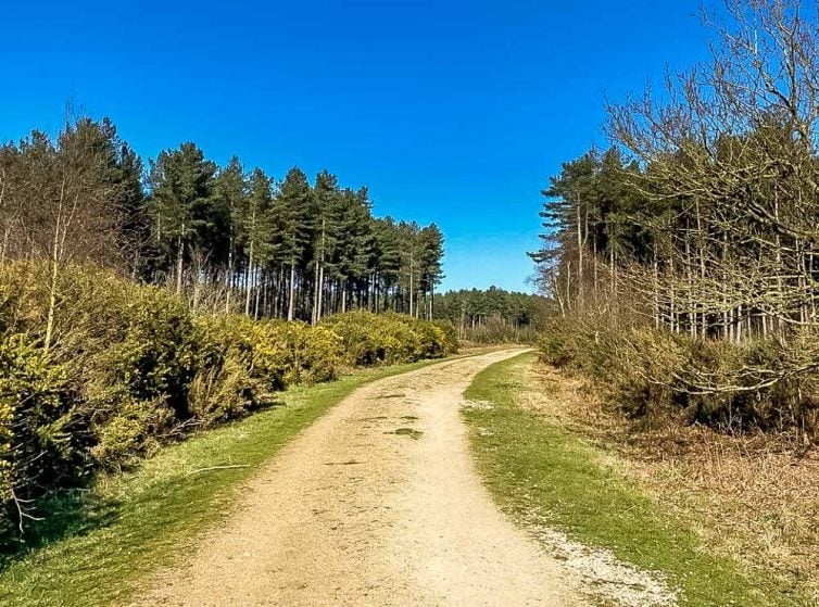 Horsford wood track
