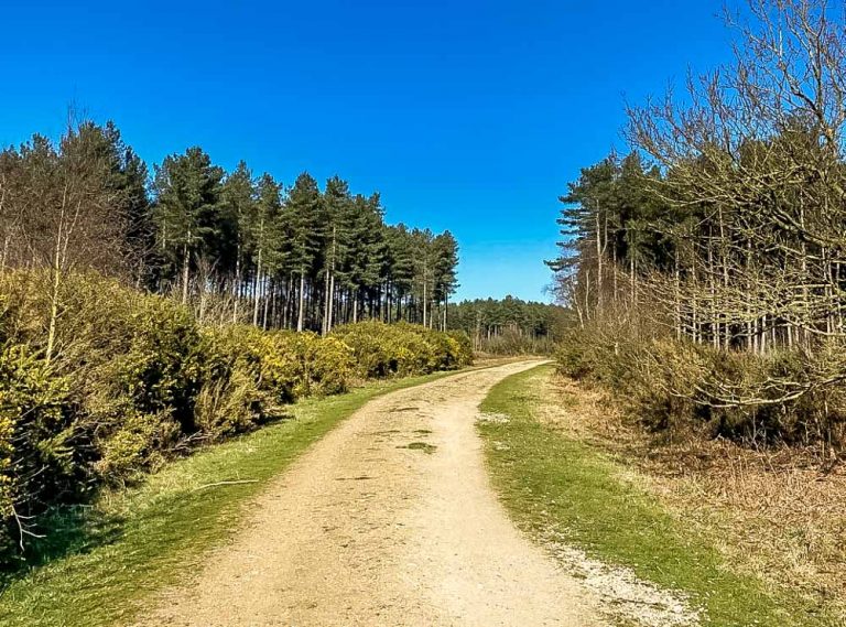 A Norfolk Wander In Horsford Woods BaldHiker