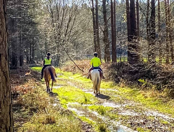 horse riders in the woods