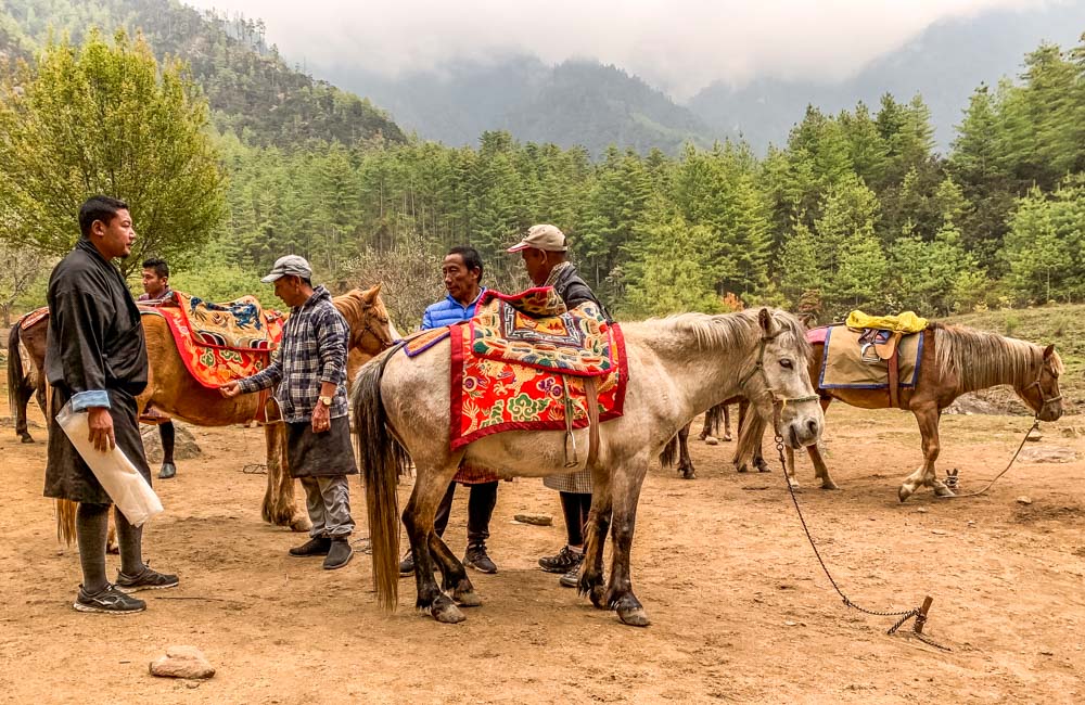 saddled horses to rent for tiger's nest climb