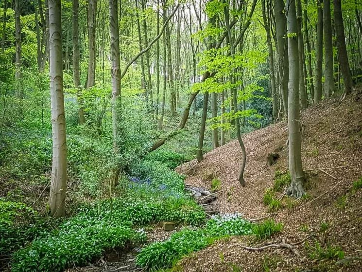woodland walk at Linacre reservoir