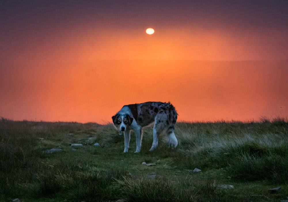 dog at sunset