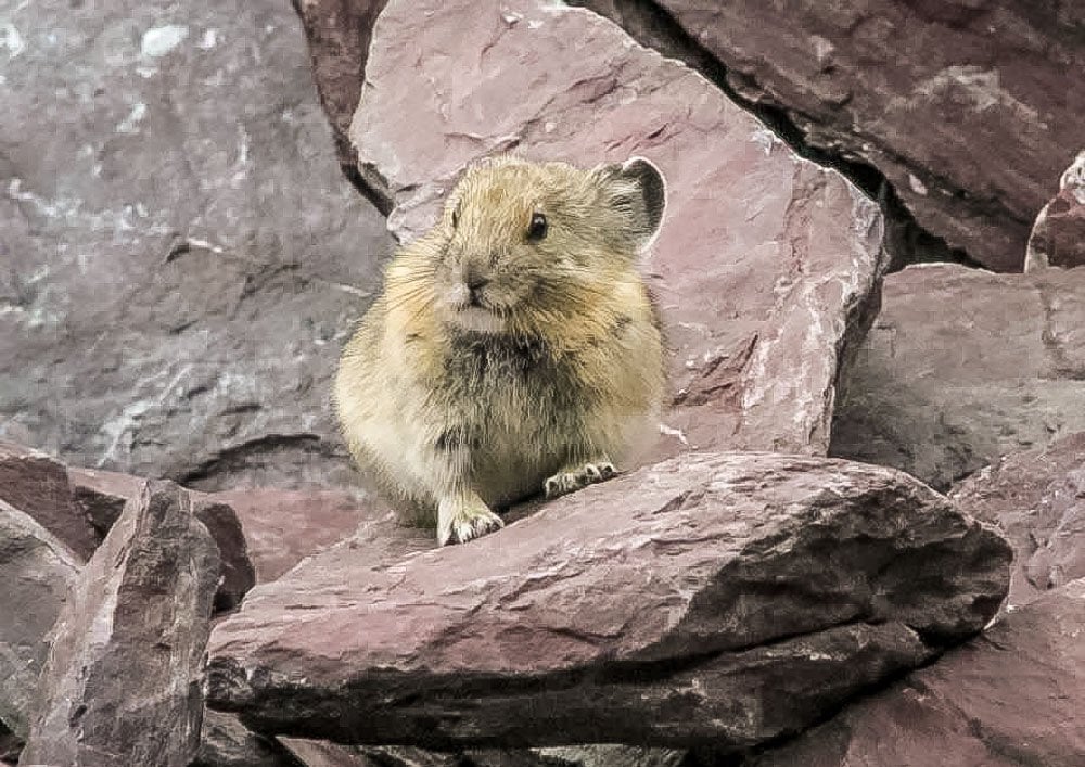 Pikachu is actually based on squirrels and the pikas are up in arms