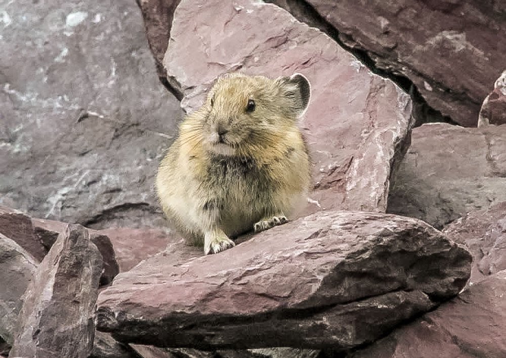 Alaska's Pika Township & Marmot Village