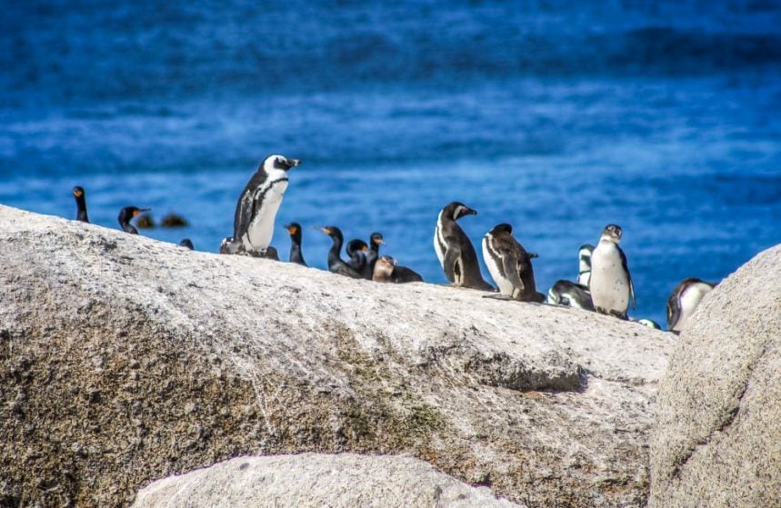 south africa penguins
