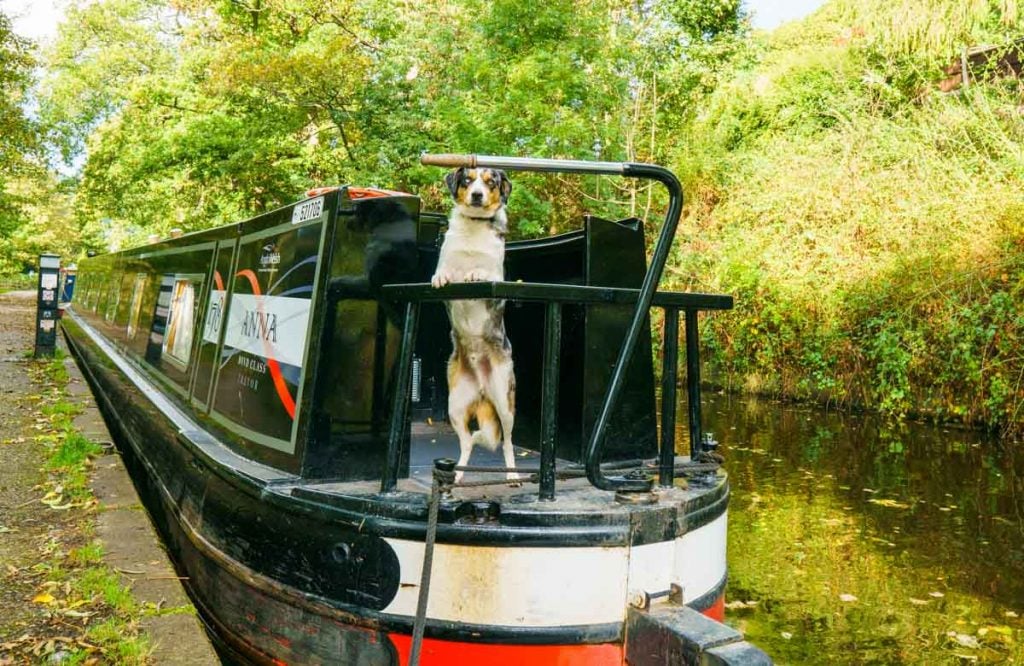 dog on narrowboat