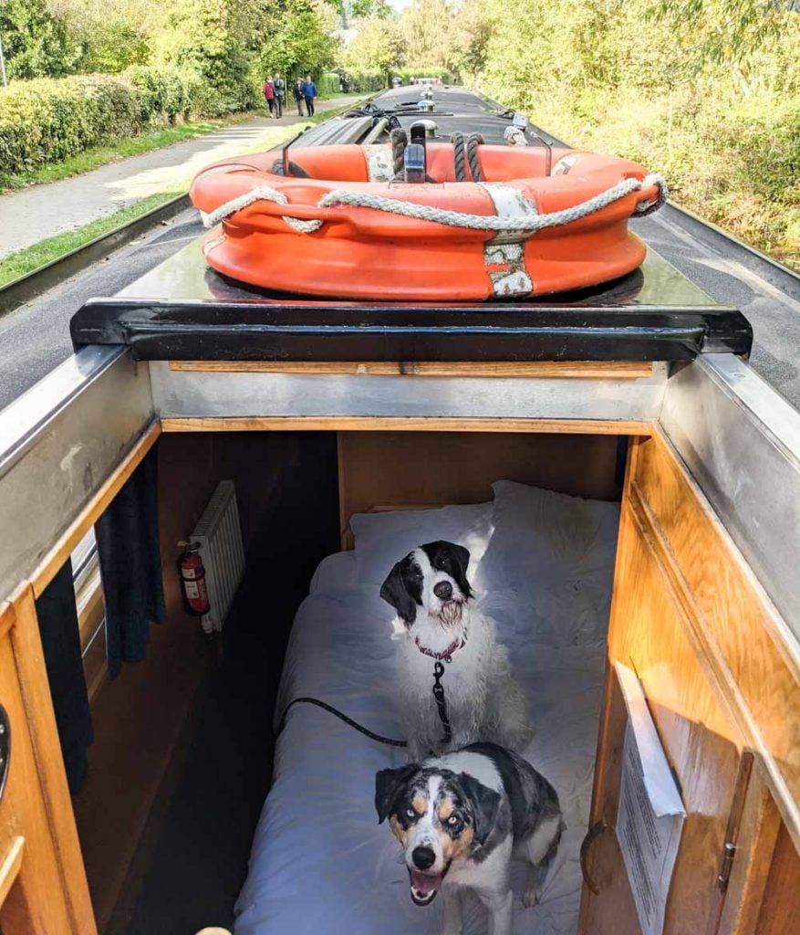 dogs on board