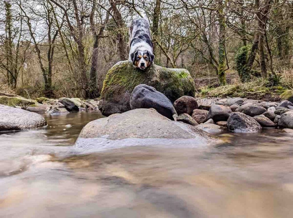 long exposure water with dog and rocks