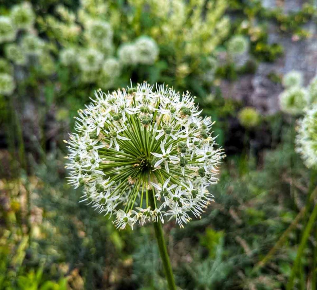 allium at castle howard