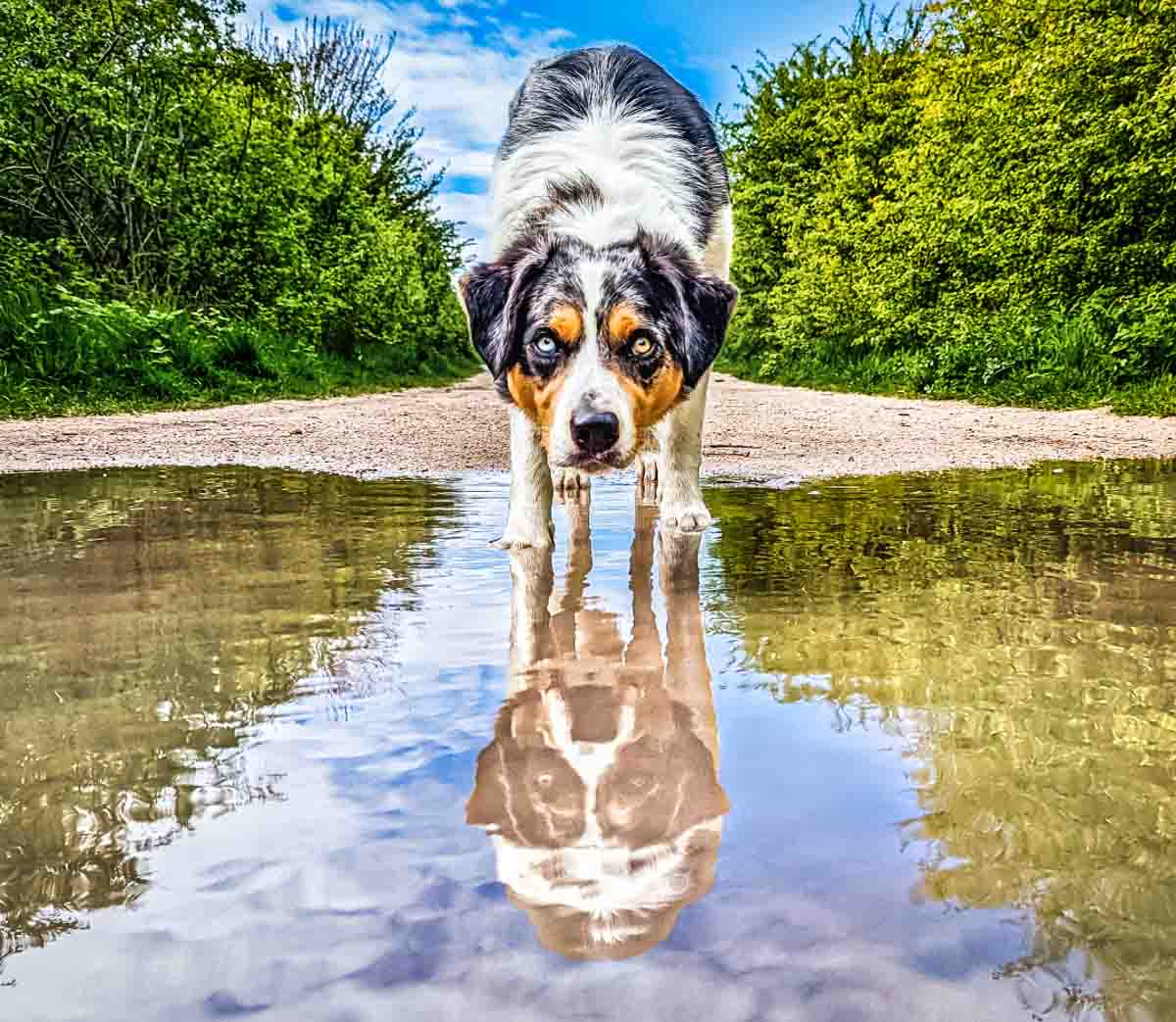 Dog Refection Looking After Your Dogs In Hot Weather | BaldHiker