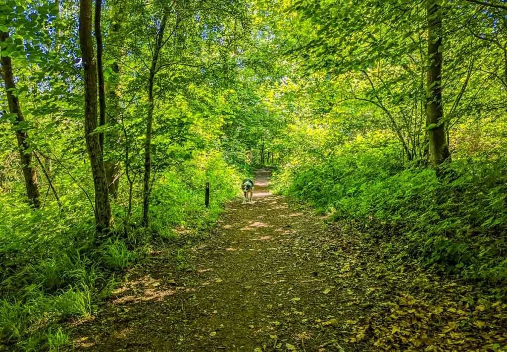 middlebarrow wood