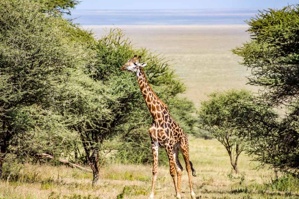 Maasai giraffe