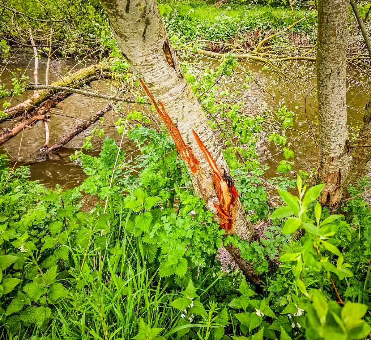 A Walk From Budleigh Salterton To Otterton Along The River Otter ...