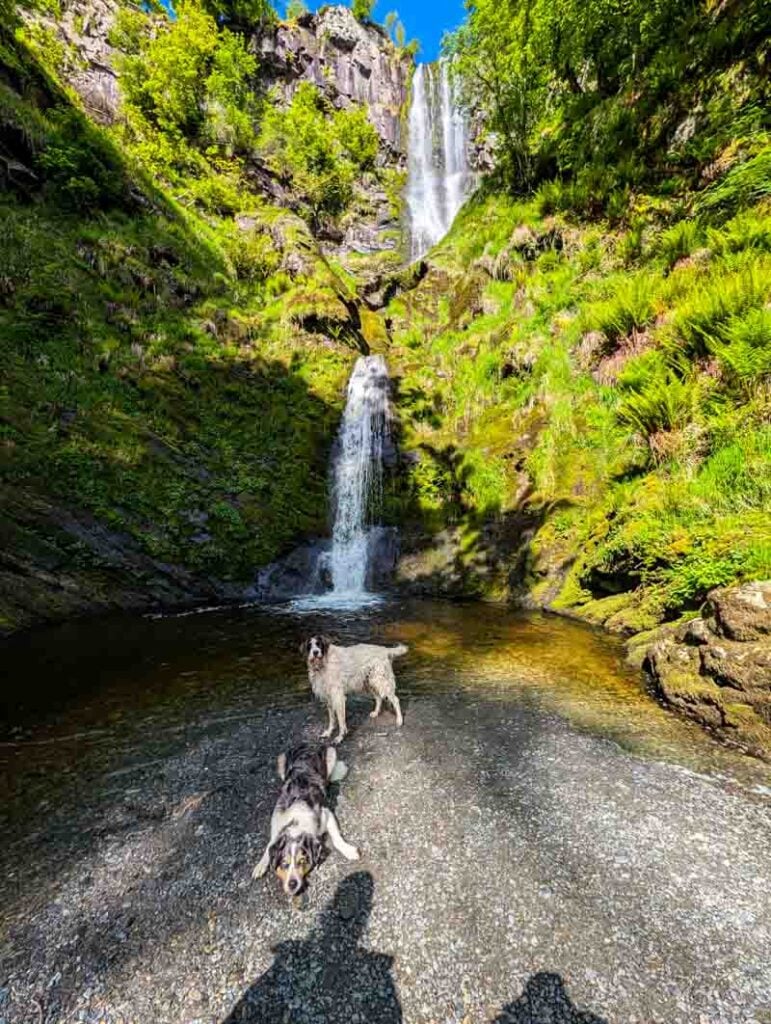 dogs at Pistyll Rhaeadr waterfall in wales