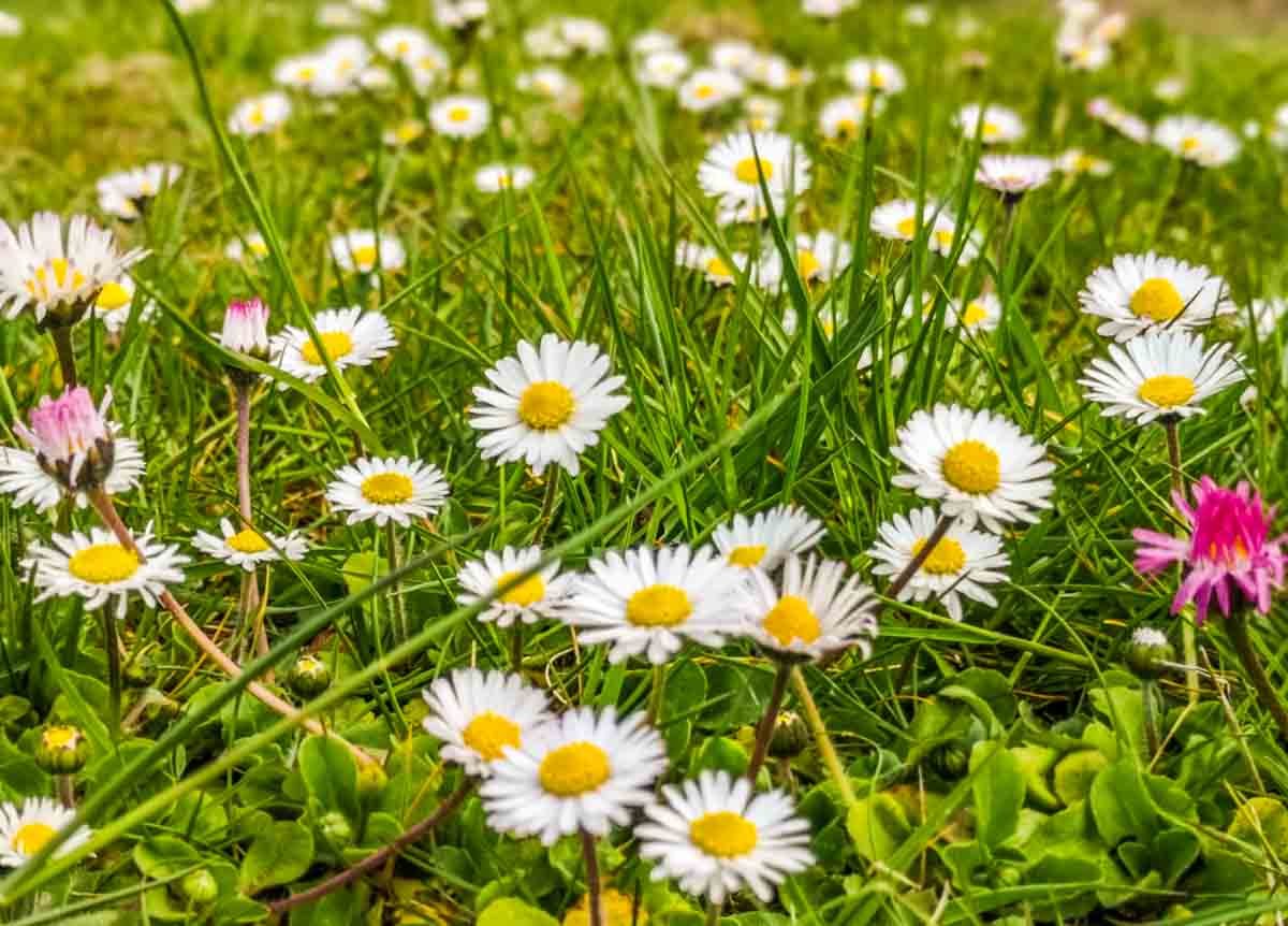 The Pretty And Everlasting Daisy Flower C A M P E R F I T the-pretty-and-everlasting-daisy-flower-c-a-m-p-e-r-f-i-t