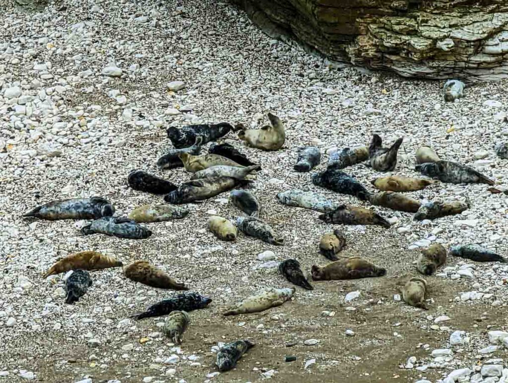 seals on the beach