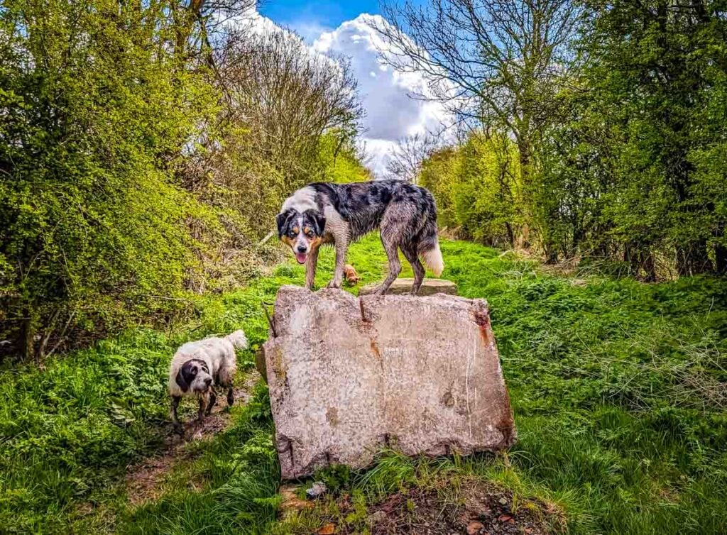 bagworth heath dogs