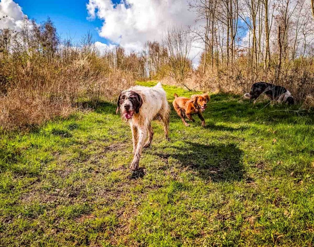 dogs playing in Bagworth Heath