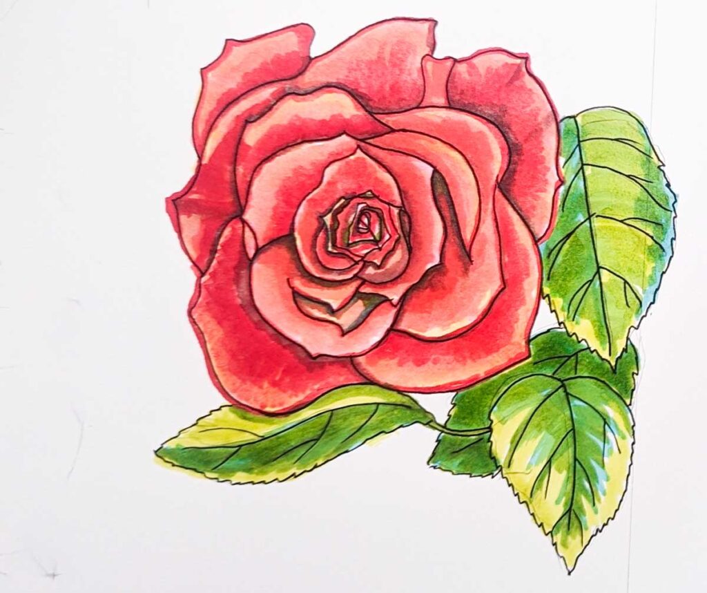 How To Draw The Rose Flower
