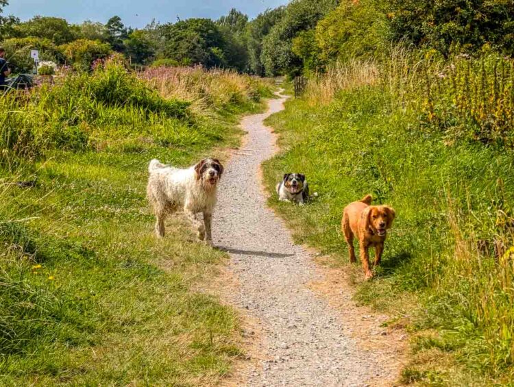 Devizes Camping and Caravanning Club Site | BaldHiker
