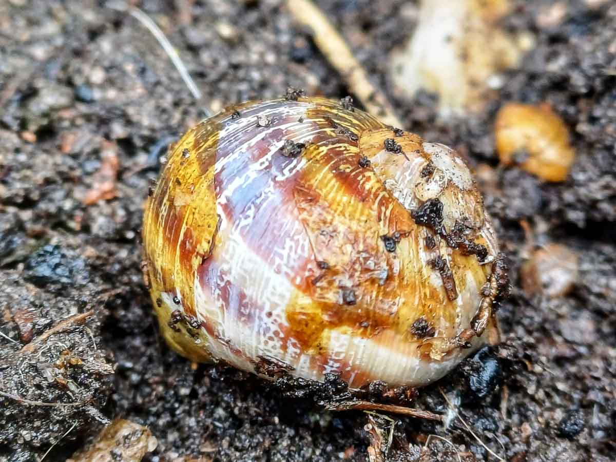 Facts and Interesting Features of UK Garden Snails | BaldHiker