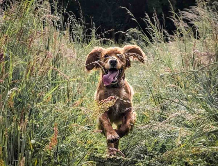 Living With A Working Cocker Spaniel | BaldHiker