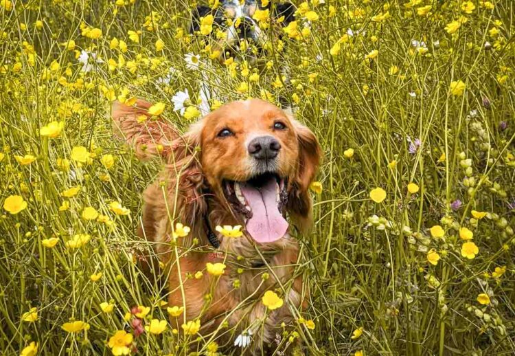 Living With A Working Cocker Spaniel | BaldHiker