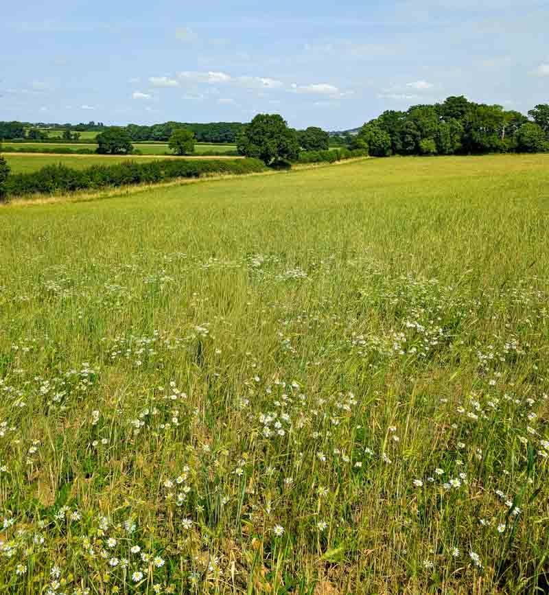 meadows near Lacock