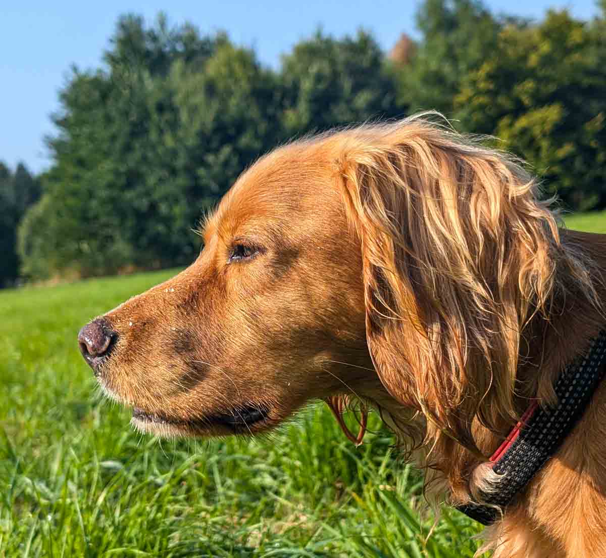 Workign Cocker Living With A Working Cocker Spaniel | BaldHiker