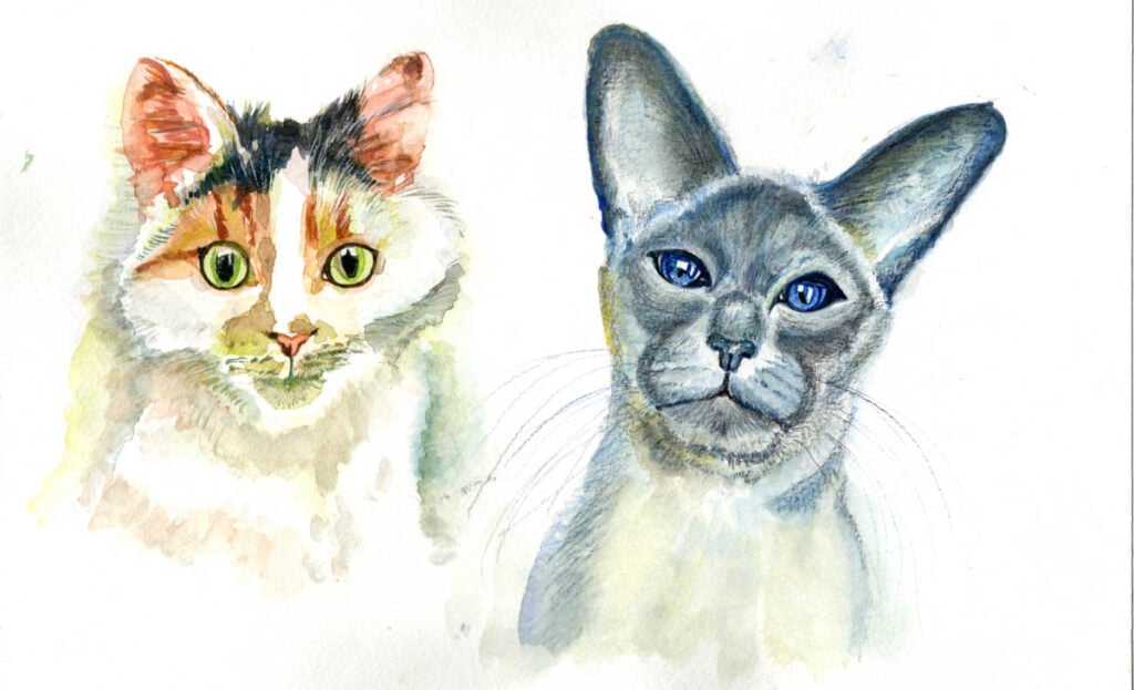 2 drawn cats