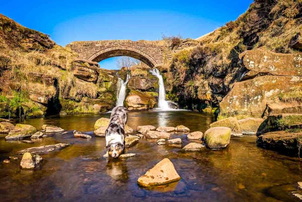 dog at three shires head