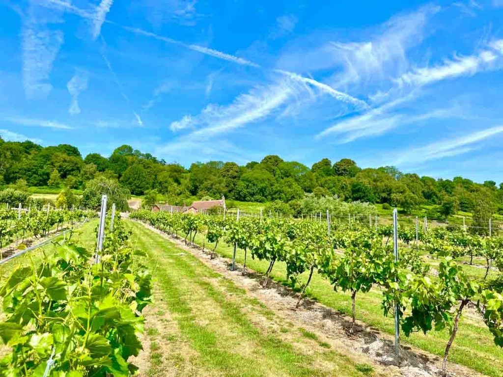 forest of dean vineyard