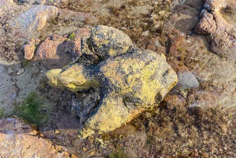 dinosaur foot cast isle of wight