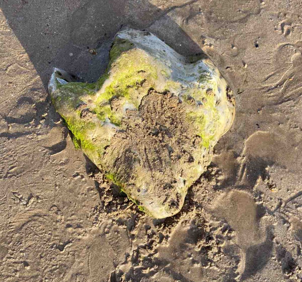 Dinosaur Feet est coulé sur la plage