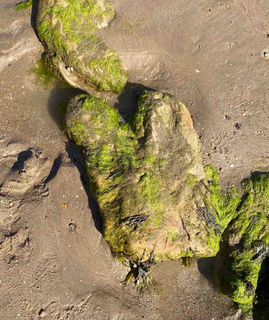 Fossile de dinosaures à pied