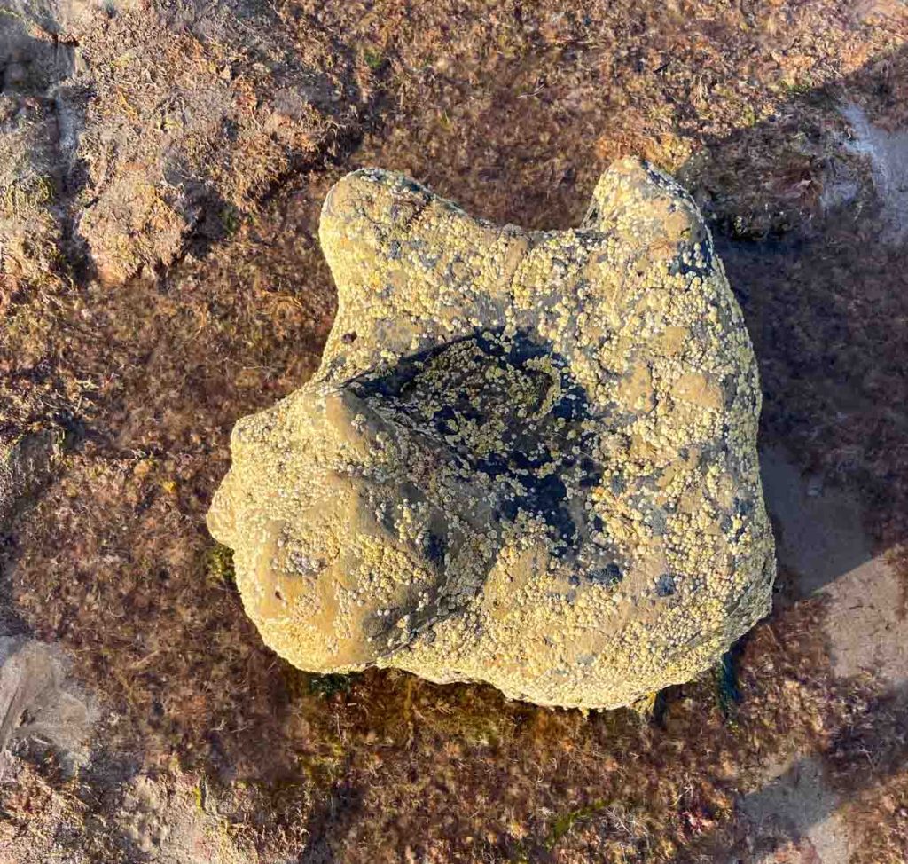 Dinosaure, le pied de l'île blanche