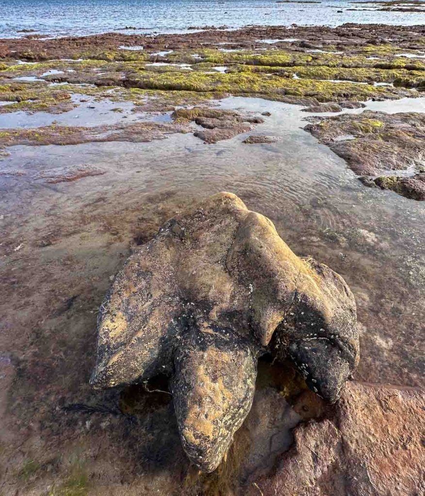 Le dinosaure a été présenté sur White Beach Island