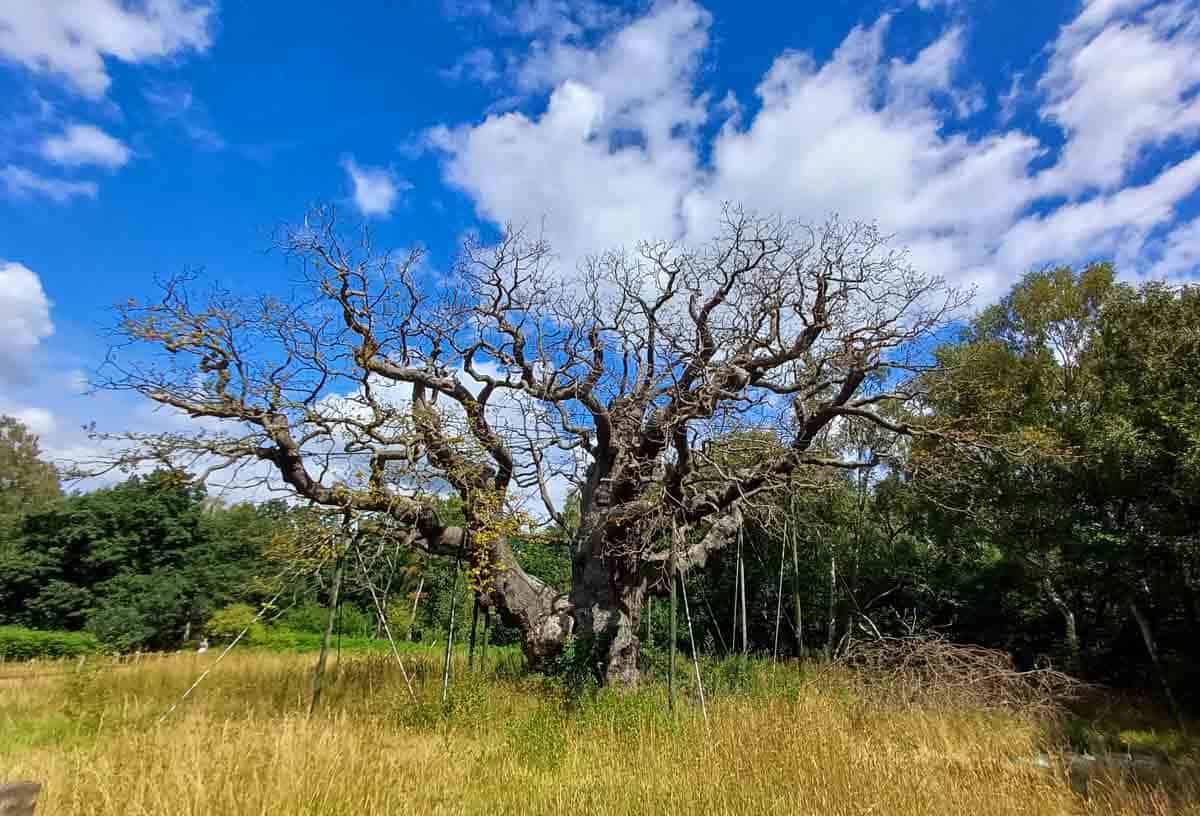 A Journey Through the Layers of Sherwood Forest | BaldHiker
