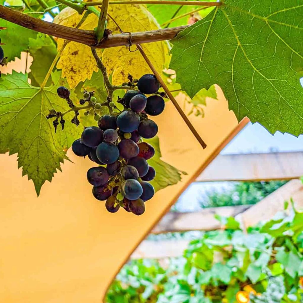 grapes in the dining garden