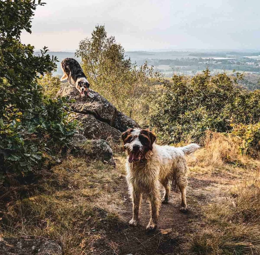 2 dogs on Bardon Hill