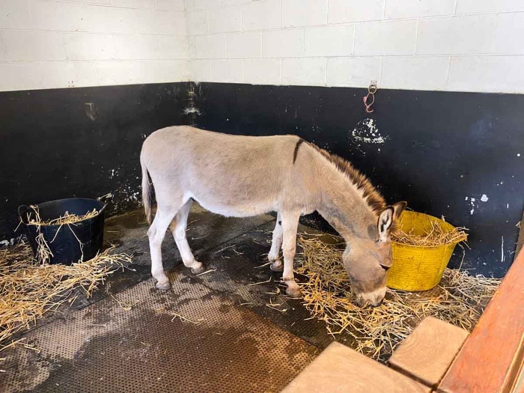 Carisbrooke Castle donkey eating