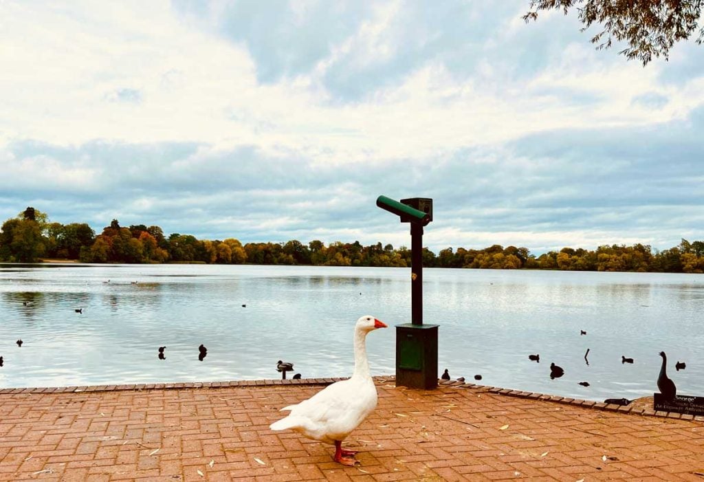 lake with geese and ducks
