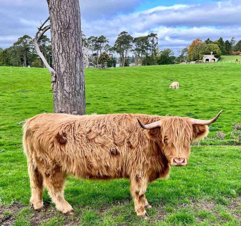 Highland cattle at Iteley estate