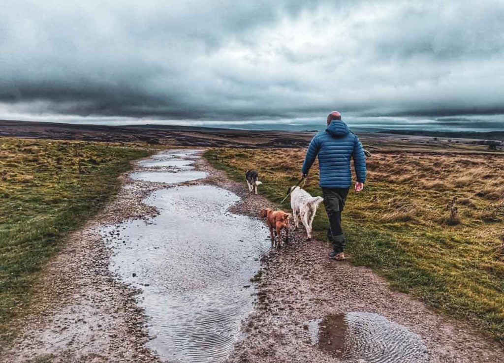 baldhiker and dogs walking
