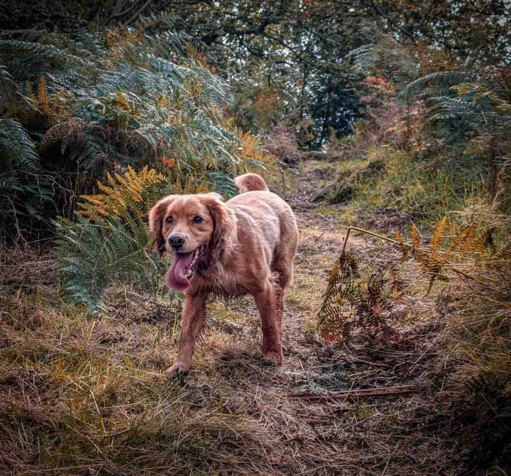cocker spaniel on Bardon Hill