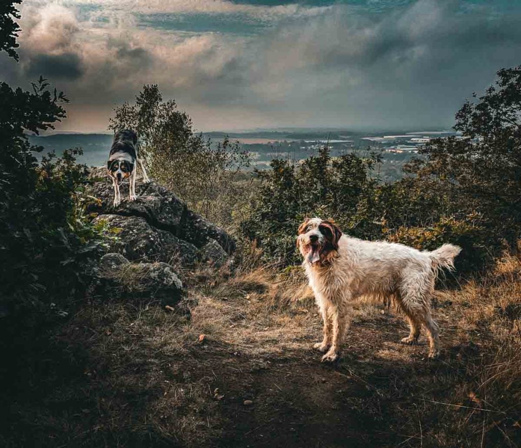 dogs walking on Bardon Hill in the woods