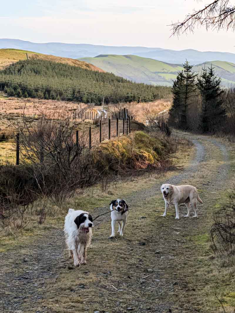 3 dogs on a public footpath